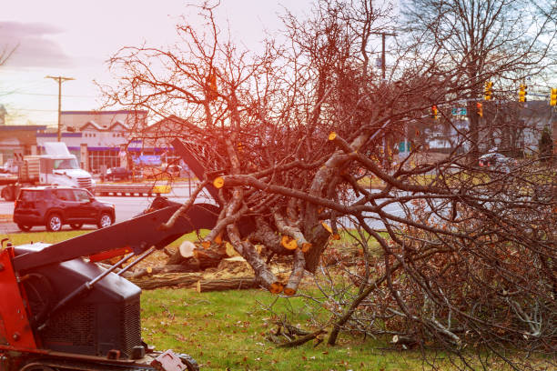 Reliable Laurel, MS Tree Care Solutions