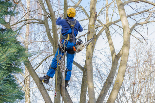 Professional Tree Care in Laurel, MS